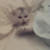 Gatos Animados 😺 12