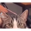 Horny Cats 🐱❤️ 16