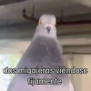 🐦 PALOMA MIGAJERA BAILANDO🐦 17