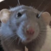 🐀 RATITAS PAL CHAT 🐀 5