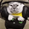 Gato Gamer