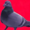 🐦 PALOMA MIGAJERA BAILANDO🐦 18