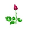 FLORES 11