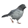 🕊🪺 Paloma MIGAJERA 🪺🕊 9