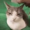 Gato Cético