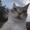 Gato do Céu