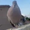 🐦 PALOMA MIGAJERA BAILANDO🐦 9