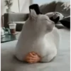 Animated Cats #1 5