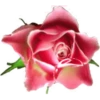FLORES 12