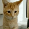 Gatos Animados 😺 8