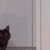 random-gifs 6