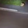 Memes animados Tiktok 17