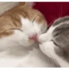 बिल्लियाँ डिप्रेशन ठीक करती हैं 🐈 एनिमेटेड 11
