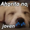 A mimir Zzz Perros 🐶😴 5