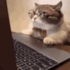 Gatos Animados 😺 II 10