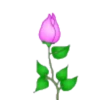 FLORES 14