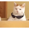 बिल्लियाँ डिप्रेशन ठीक करती हैं 🐈 एनिमेटेड 6