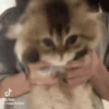 Gato Leitor
