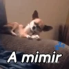 A mimir Zzz Perros 🐶😴 6