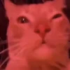 Animated Cats #1 6