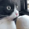 Gatos (sticker.fan) 5