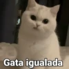 Gata igualada