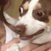 🌈🐕Reaccion Perros Pal Chat🐕🌈 22