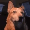 🌈🐕Reaccion Perros Pal Chat🐕🌈 19