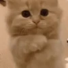 📲UN MIX PAL CHAT 4 📲 8