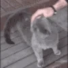 Gatos Animados 😺 II 6