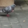 🐦 PALOMA MIGAJERA BAILANDO🐦 16