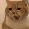 📲UN MIX PAL CHAT📲 7