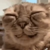 Carinha Espremida