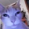 Animated Cats #1 8