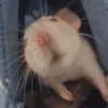 🐀 RATITAS PAL CHAT 🐀 6