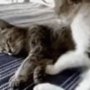 📲UN MIX PAL CHAT 6 📲 8