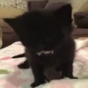 Animated Cats #1 9