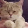 😻Gatitos Pal Chat 😹 11