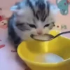 Animated Cats #1 10