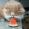Gatos Animados 😺 II 7