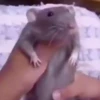 🐀 RATITAS PAL CHAT 🐀 7
