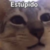 Estúpido