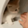 Gatos Animados 😺 II 9