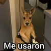 Canguro 2 🦘Tiktok 🔥 5