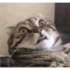 बिल्लियाँ डिप्रेशन ठीक करती हैं 🐈 एनिमेटेड 10