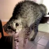 Gatos Animados 😺 6