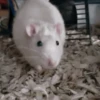 🐀 RATITAS PAL CHAT 🐀 8
