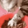 📲UN MIX PAL CHAT 6 📲 10