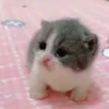 Animated Cats #1 11
