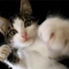 Gatos Animados 😺 9